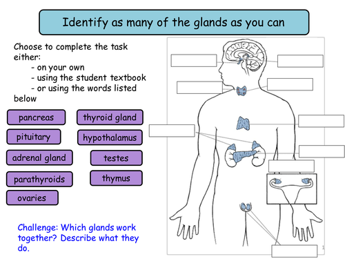 115 And 116 Human Reproduction And Hormones In The Menstrual Cycle Gcse 2548