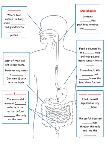 digestive system homework year 4
