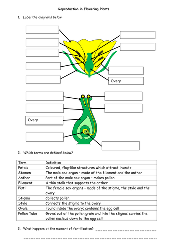 KS3 B5.5 Reproduction in plants (Flower Dissection) | Teaching Resources