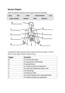 Human organs worksheet SEN | Teaching Resources