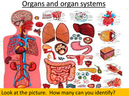 KS3 Biology Cells Tissues and Organs Lesson 9/12- Organ Systems