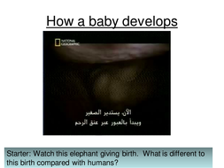 KS3 Reproduction Lesson 6/15 Foetal Development | Teaching Resources