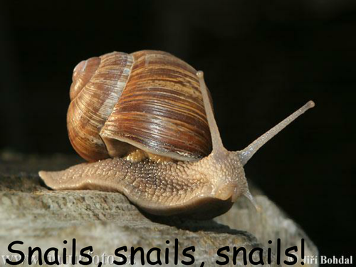 Snails Powerpoint | Teaching Resources
