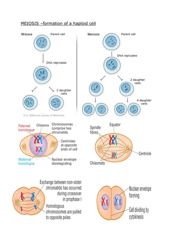Meiosis - OCR AS/A Level Biology | Teaching Resources