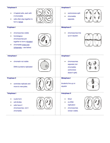 Meiosis - OCR AS/A Level Biology | Teaching Resources