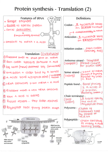 Biology Edexcel Alevel (SNAB) Topic 2 - Genes & Health - revision ...