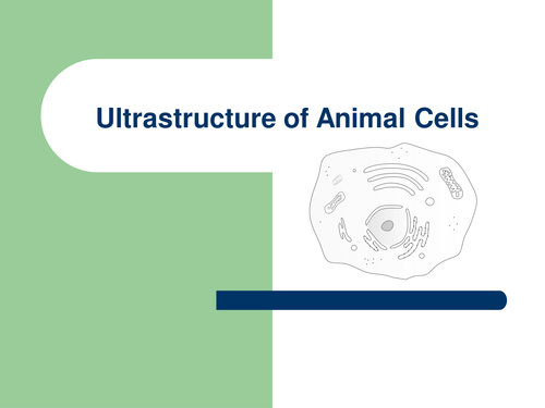 Animal Cell Structure And Function Powerpoint Teaching Resources