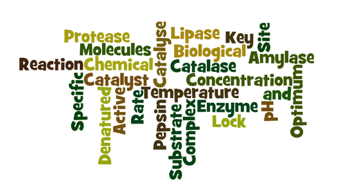 Enzymes and Investigating enzyme activity. (Edexcel Biology 9-1)