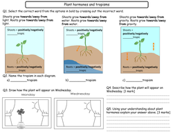 plant hormones worksheet answers