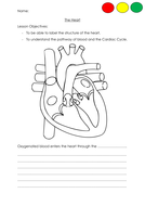 GCSE PE - Structure of the Heart, Cardiac Cycle and Cardiac Output ...