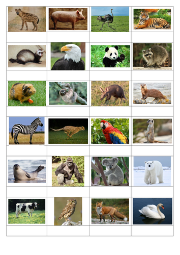 Kids Quiz - Name the Animal | Teaching Resources