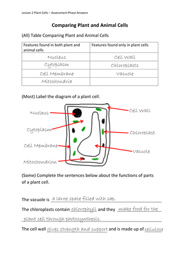 year 7 cells homework