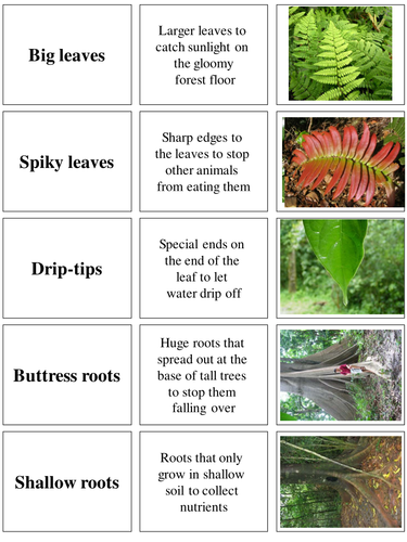Key Stage 3; rainforest plant adaptations