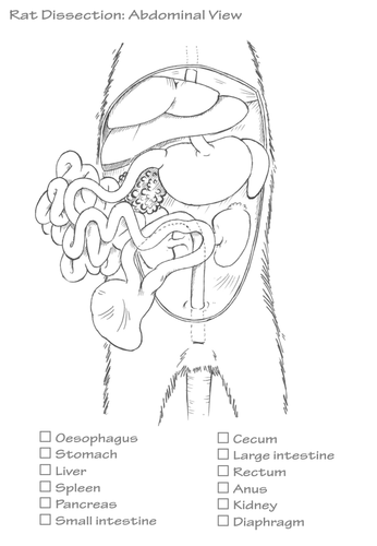 Rat Dissection How To Presentation and Worksheet Teaching Resources