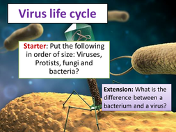 Virus Lifecycle | Teaching Resources