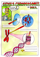 Genes, Chromosomes and DNA. | Teaching Resources
