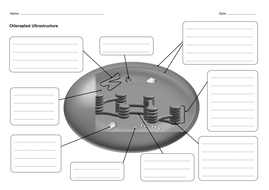 The Chloroplast (Photosynthesis) - PowerPoint and Worksheet (A-Level