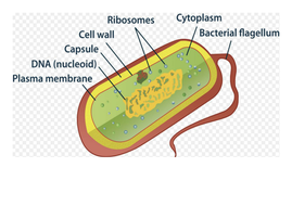 KS4 B1.3 Eukaryotic and Prokaryotic | Teaching Resources