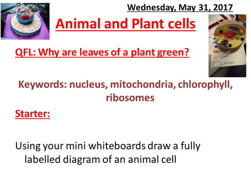 animal and plant cells