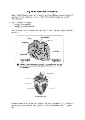 Pig Heart Dissection Instructions Included Worksheet Teaching 