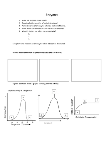 NEW Edexcel 9-1 - Biology revision sheets - Enzymes and DNA | Teaching ...