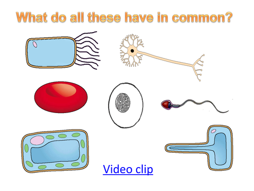 specialised cells