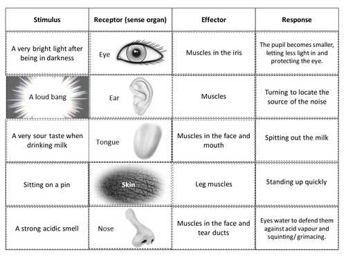 Stimulus To Response Cut And Stick Activity Teaching Resources