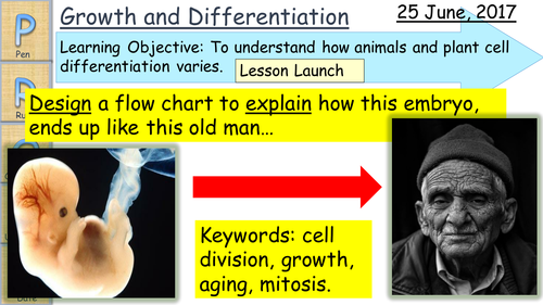 B4.1.1.4 Cell Differentiation in Plants and Animals | Teaching Resources