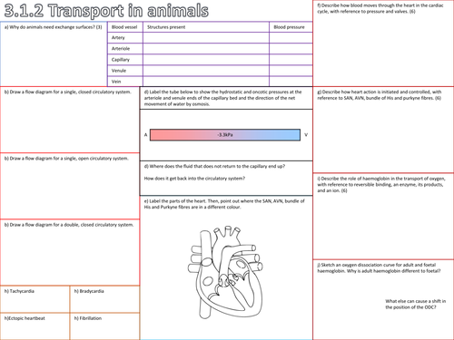 OCR Biology 3.1.2 Transport in Animals Revision Sheet