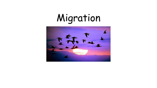 Bird Migration. A presentation on migration & a PPT with various craft,  literacy and numeracy ideas | Teaching Resources