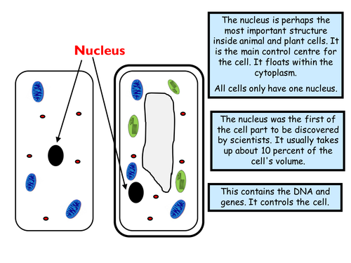 Activate 1 - Animal and Plant cells - Year 7 | Teaching Resources