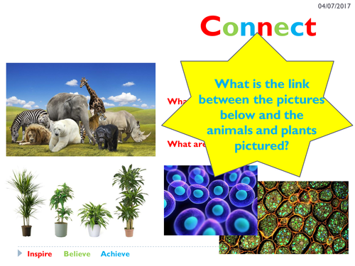 Activate 1 - Animal and Plant cells - Year 7 | Teaching Resources