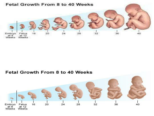 KS3 development of a fetus | Teaching Resources