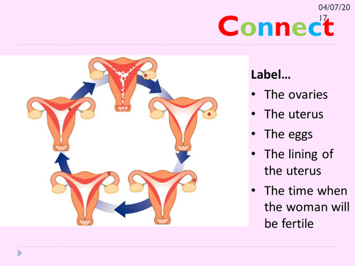 KS3 menstrual cycle | Teaching Resources