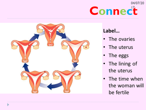 Ks3 Menstrual Cycle Teaching Resources