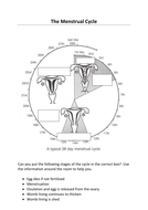 KS3 menstrual cycle | Teaching Resources