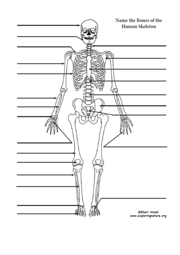 the musculo-skeletal system | Teaching Resources