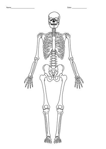 the musculo-skeletal system | Teaching Resources