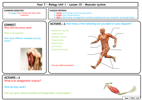 Year 7 - Muscular System - Maps to AQA GCSE Biology | Teaching Resources