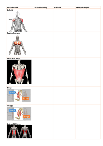 musculo- skeletal system | Teaching Resources