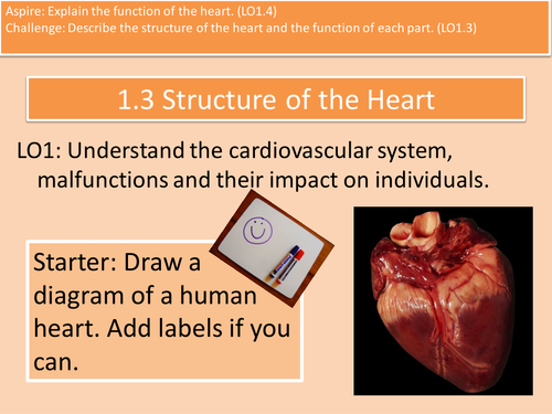 Structure and Function of the Heart