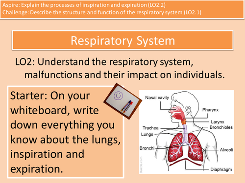 Respiratory system structure, inspiration and expiration Unit 4 Level 3