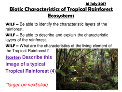 Characteristics Of Rainforest