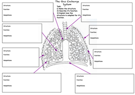 Gas exchange system worksheet | Teaching Resources