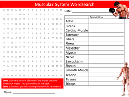 Homework Help Muscular System Musculoskeletal System Essay