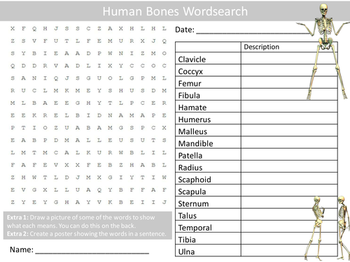 Human Bones Wordsearch Starter Activity Biology Anatomy Homework Cover