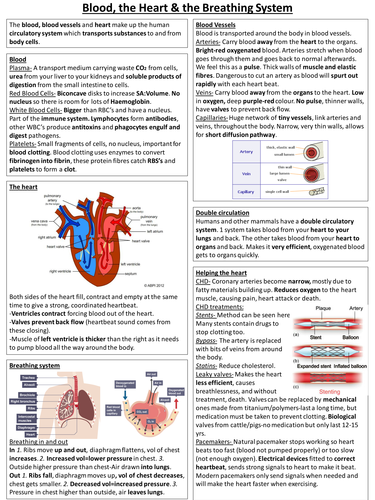 New Spec AQA Biology Knowledge organiser Blood, heart and breathing ...