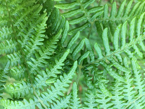 Leaves | Teaching Resources