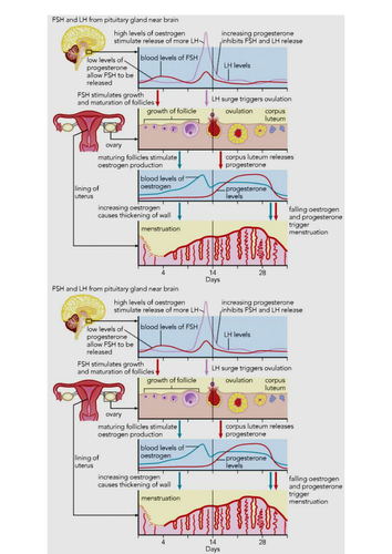 NEW AQA TRILOGY 9-1 UNIT 5 - HOMEOSTASIS AND RESPONSE | Teaching Resources