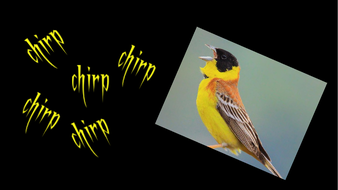 Onomatopoeia | Teaching Resources